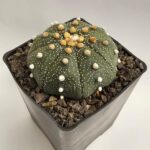 Astrophytum asterias