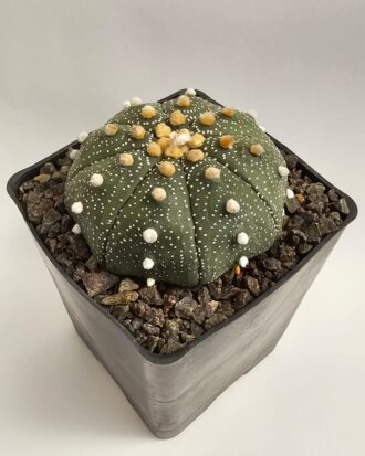 Astrophytum asterias