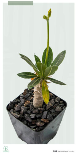 Pachypodium horombense 4"