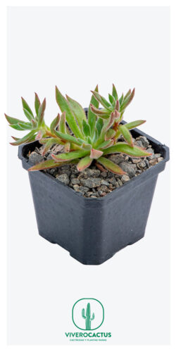 Echeveria setosa arrow 3"