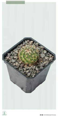 Mammillaria discolor 3"