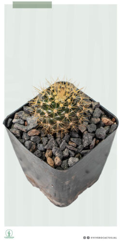 Mammillaria nivosa 4"