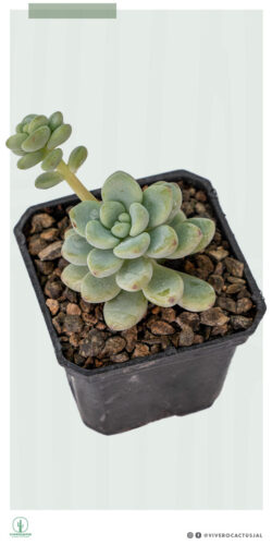 Sedum clavatum 3"