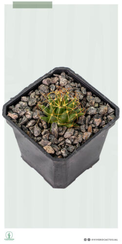 Mammillaria camptotricha 3"