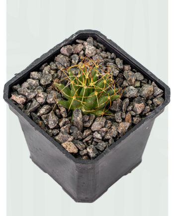 Mammillaria camptotricha 3"