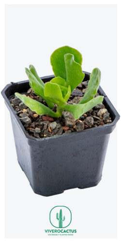 Adromischus cristatus var. Zeyheri 3"