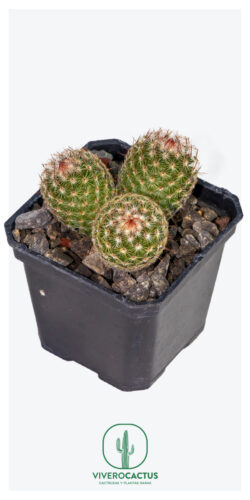 Mammillaria matudae 3"