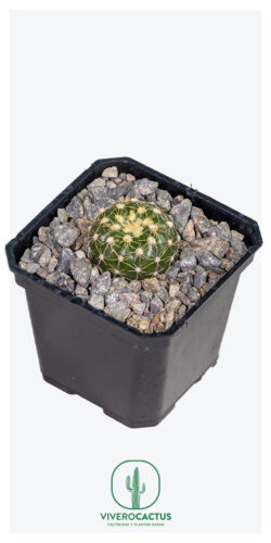 Notocactus uebelbanianus 3"