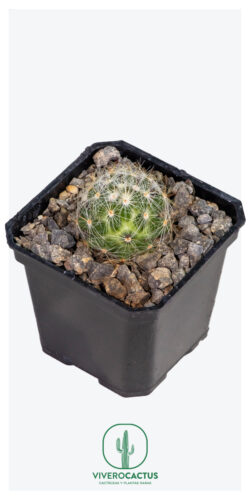 Mammillaria baumii 3"