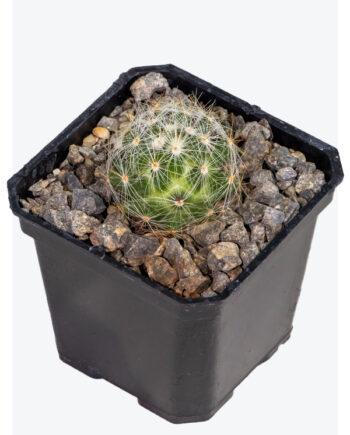 Mammillaria baumii 3"