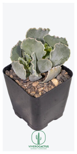 Cotyledon undulata 4"