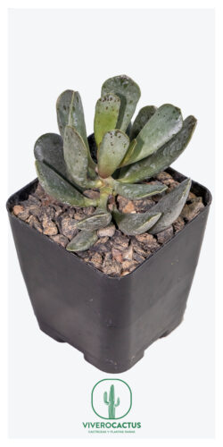 Adromischus umbraticola 4"