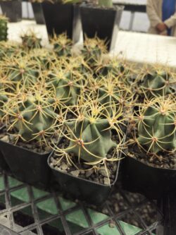 Ferocactus hystrix 4"
