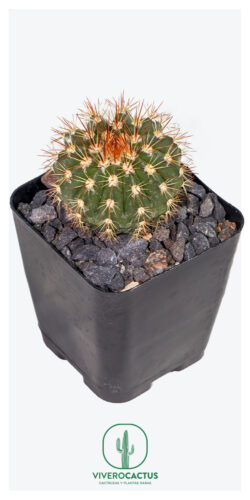 Melocactus broadwayi 4"
