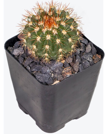 Melocactus broadwayi 4"