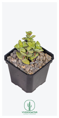 Crassula rupestris 3"