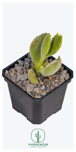 Cotyledon tomensosa 3"