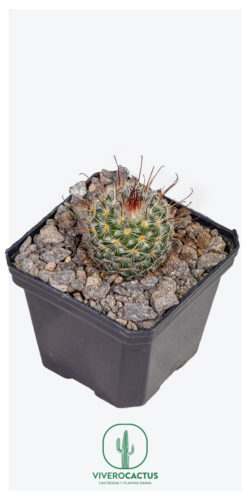 Mammillaria bombycina 3"