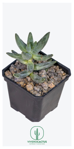 Pachyphytum compactum 3"