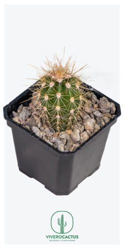 Pachycereus pringleii 3"