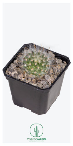 Mammillaria hernandezii 3"