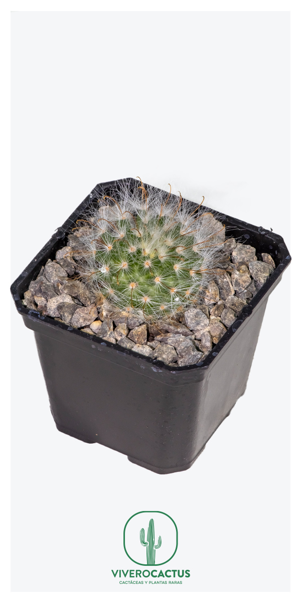 Mammillaria hernandezii 3"