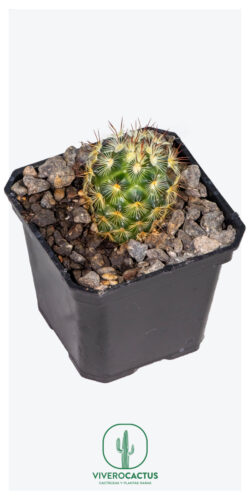 Mammillaria microhelia 3"