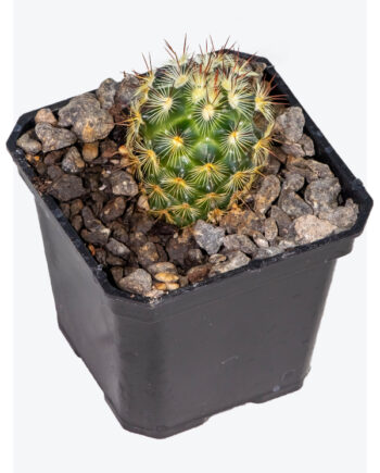 Mammillaria microhelia 3"