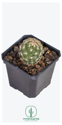 Mammillaria alamensis 3"