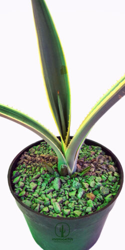 Agave tequilana variegata  6"