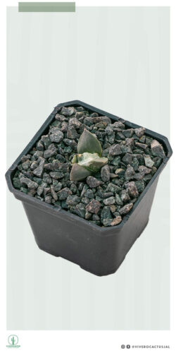 Ariocarpus retusus 3"