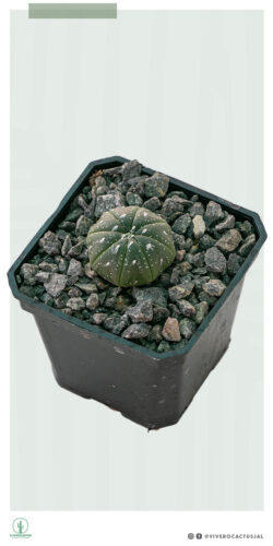 Astrophytum asterias  3"