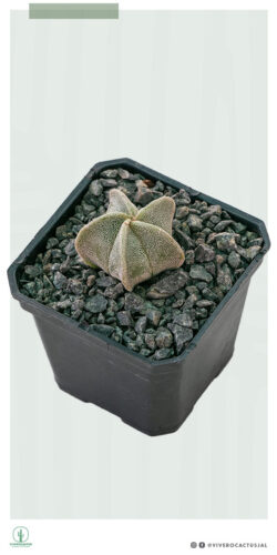 Astrophytum myriostigma 3"