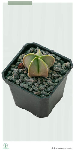 Astrophytum myriostigma nudum 3"