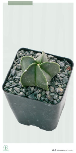 Astrophytum myriostigma nudum  4"