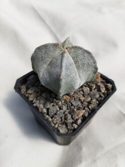 Astrophytum myriostigma quadricostatum 3"