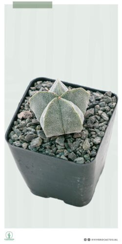 Astrophytum myriostigma 4"