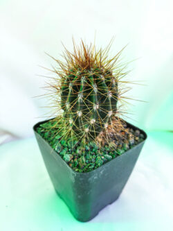Carnegia gigantea 4"