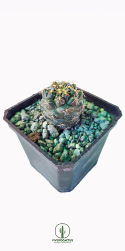 Coryphantha andrea 3"