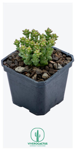 Crassula commutata 3"