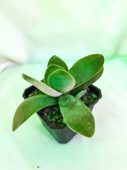 Crassula cotyledonis 3"