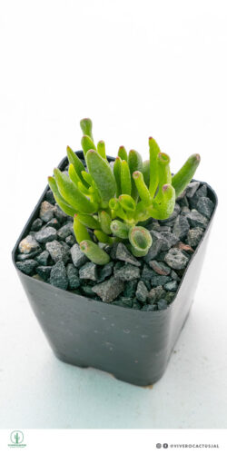 Crassula hobbit 4"