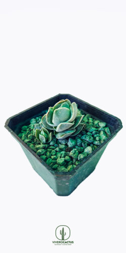 Crassula Ivory pagoda 3"