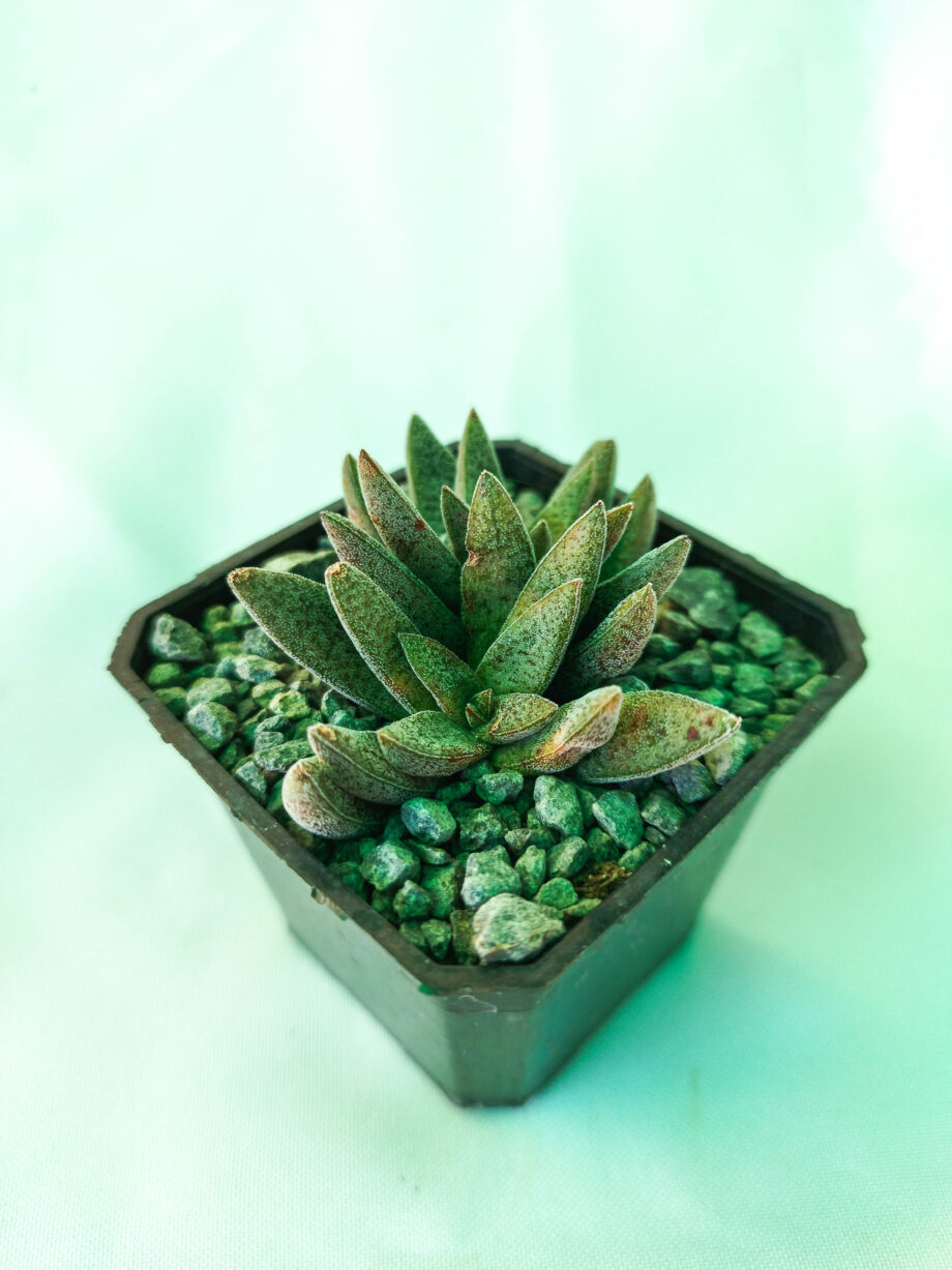 Crassula justus corderoy 3"