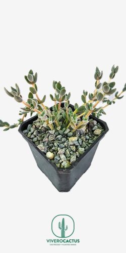 Crassula lanuginosa var. Pachystemon 3"