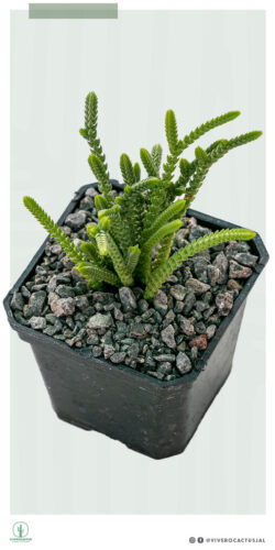 Crassula lycopidioides 3"