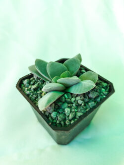 Crassula morgan's beauty 3"