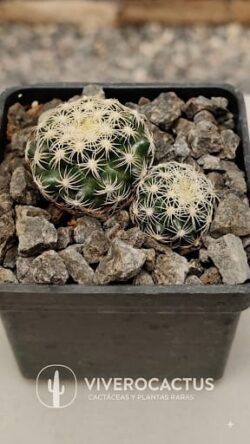 Discocactus bueneckerii 3"