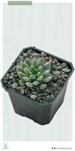 Echeveria Blue bird 3"