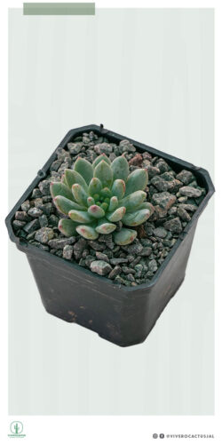 Echeveria blue elf 3"